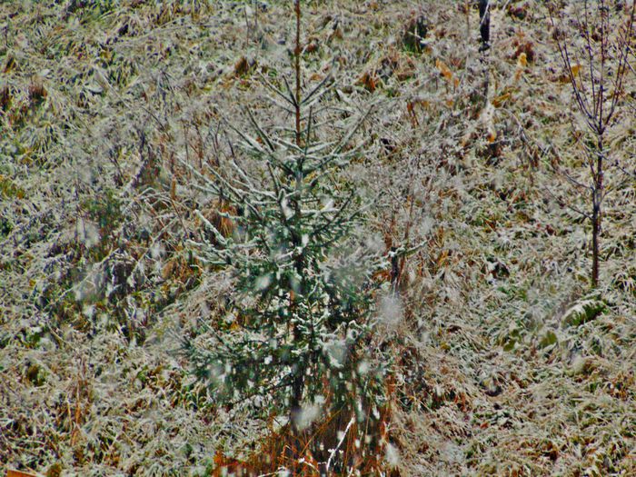 DSC00449 - Din Natura