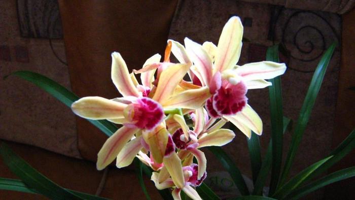 cimbidium - flori diverse