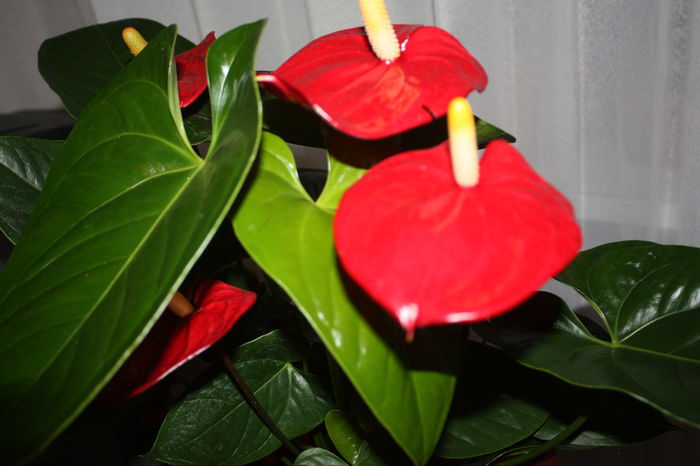 IMG_4153 - Sfantul Stefan 2014