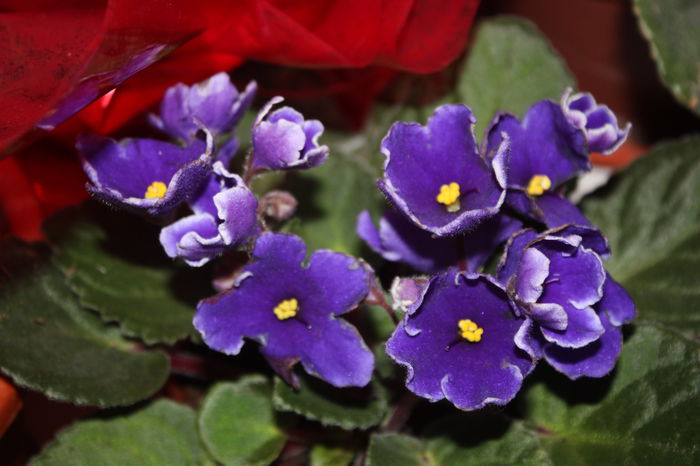 IMG_4157 - Sfantul Stefan 2014