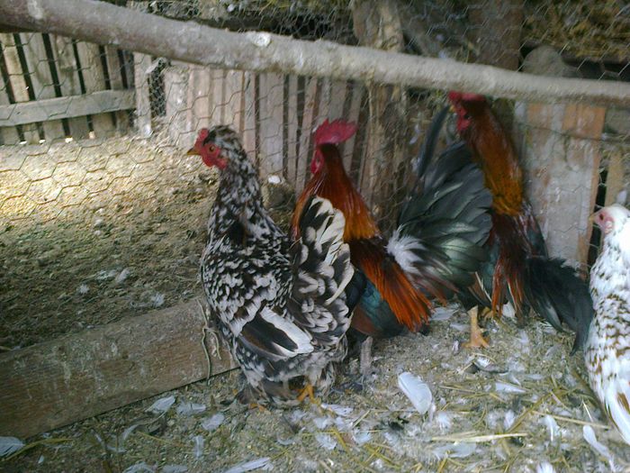 Fotografie2128 - N GAINI PITUCE