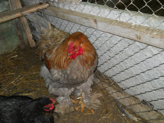 009 - animalutele mele