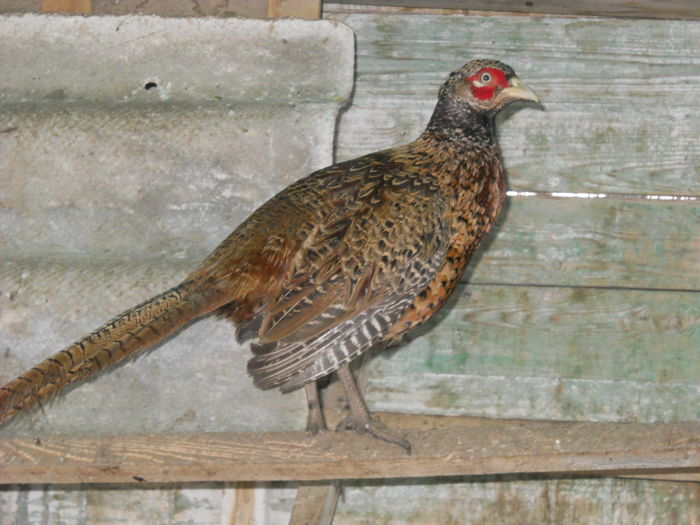 014 - animalutele mele