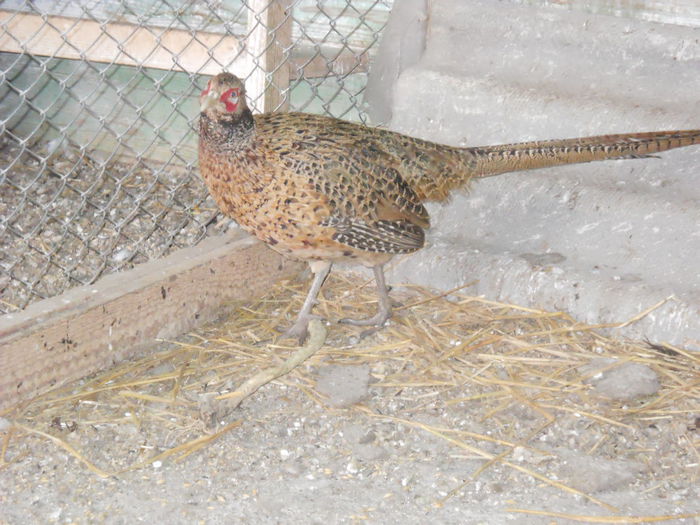 015 - animalutele mele