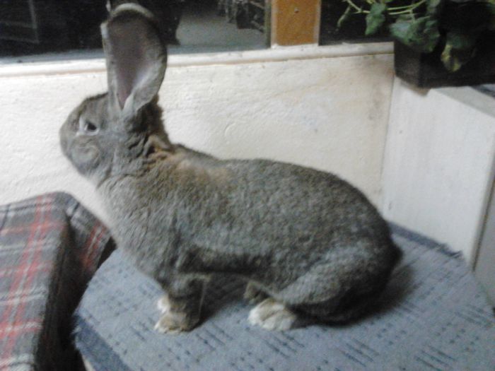 masculul de la sucleaionel; Campion colectie la caransebes
