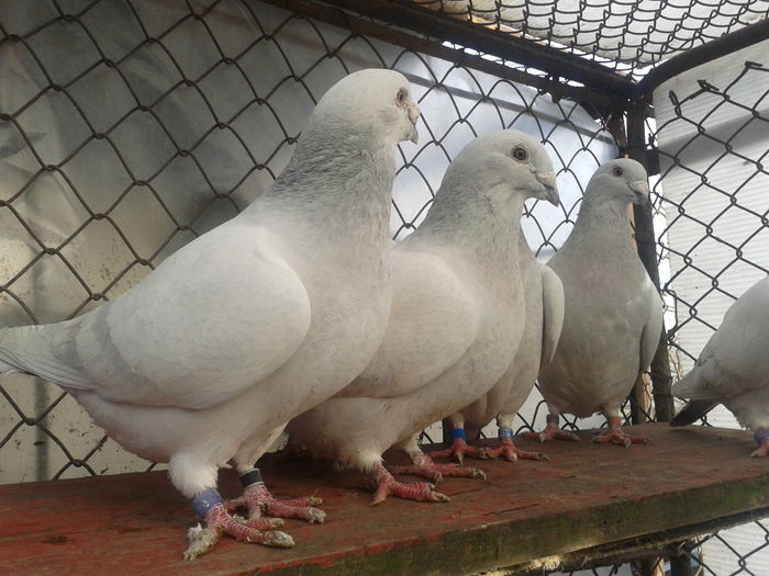 Fotografie0156 - Standard