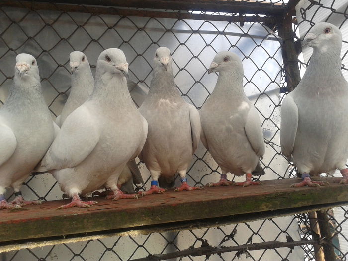 Fotografie0157 - Standard