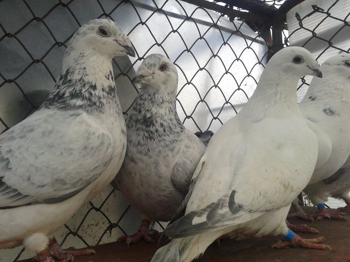 Fotografie0164 - Standard