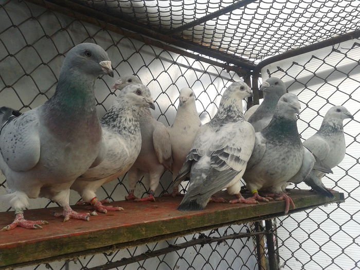 Fotografie0166 - Standard