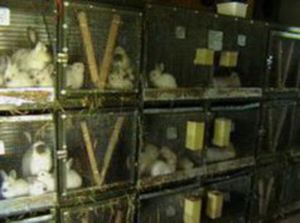  - ADAPOST - CALIFORNIAN