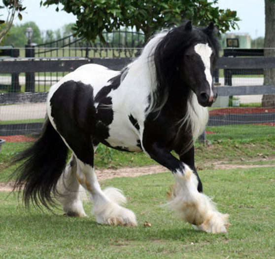 39_healthy_gypsy_vanner_horses_for_sale_img - GYPSY-Horses