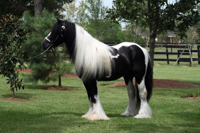 53f1df5307bf55d7e14e7c88a - GYPSY-Horses