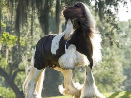 400_1296426966_39472-1024x768-4053 - GYPSY-Horses