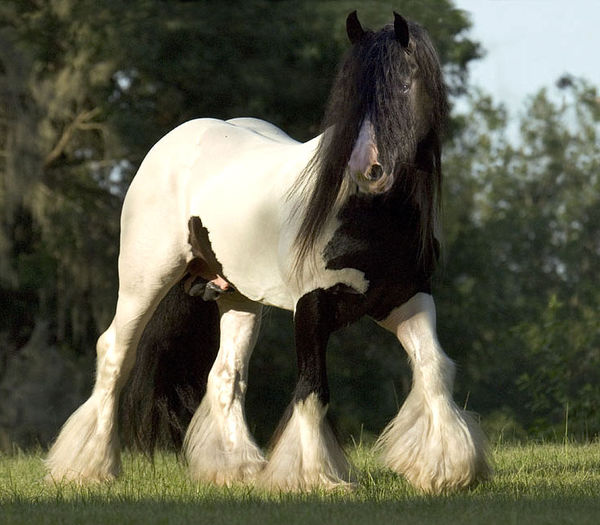 8443D1 - GYPSY-Horses