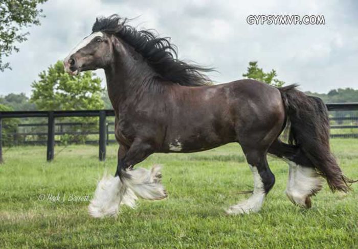 8712-39w - GYPSY-Horses