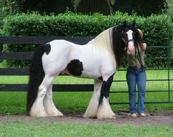 500685ddf04b48c3d605b1a3a - GYPSY-Horses