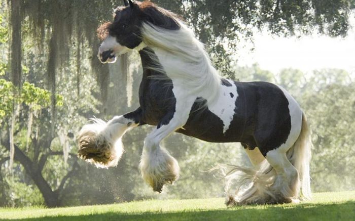 caballo-de-shire-al-trote - GYPSY-Horses