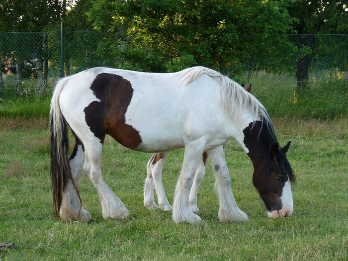 caballo-irish-cob-pastando - GYPSY-Horses