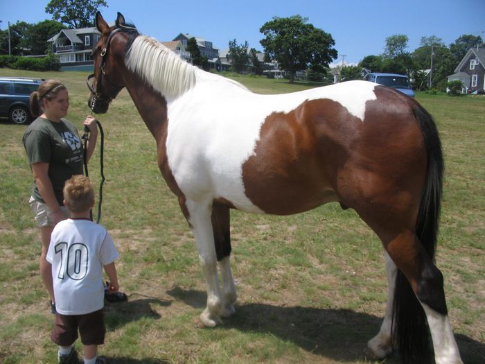 caballo-pinto - GYPSY-Horses