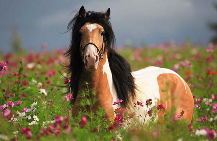 caballos-irish-cob - GYPSY-Horses