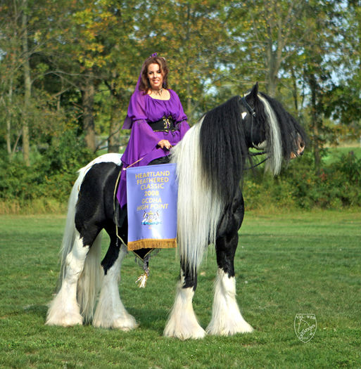 Gypsy_Vanner_Horses_British_Sterling_3_ - GYPSY-Horses