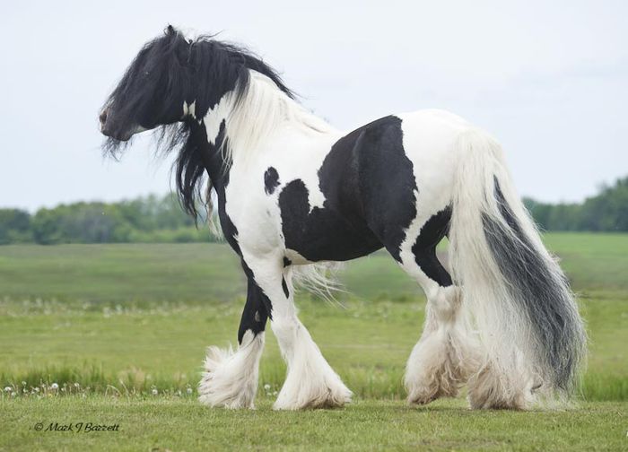 Gypsy_Vanner_Horses_Ster8581-37 - GYPSY-Horses