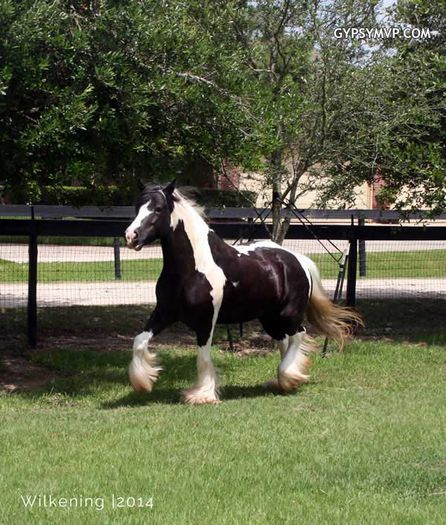 gypsy-horse8300w - GYPSY-Horses