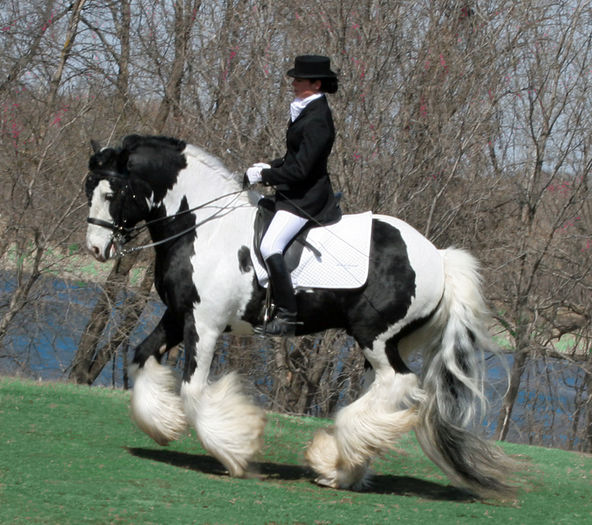 gypsy-horse-sterjourna