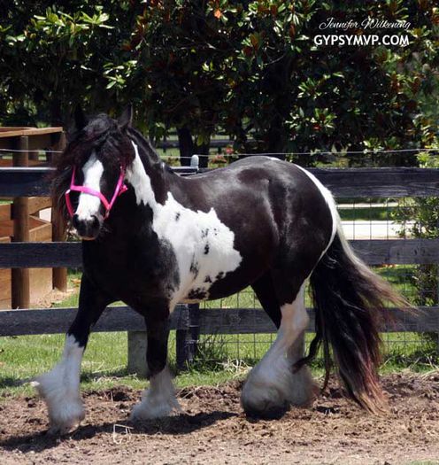 gypsy-mare2299w - GYPSY-Horses