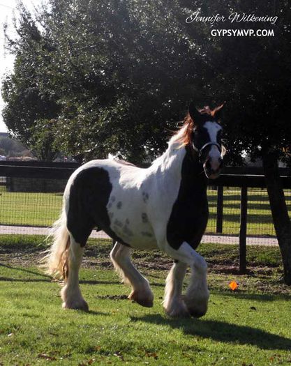 gypsyvaner-two-blue-eyes5323w - GYPSY-Horses