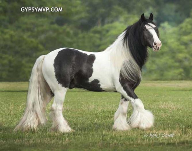 gypsy-vanner1598-24w - GYPSY-Horses