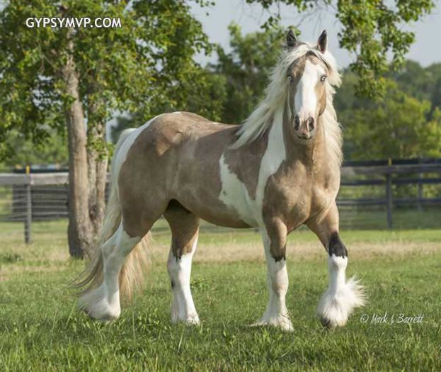 gypsy-vanner1599-23w - GYPSY-Horses