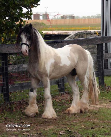 gypsy-vanner8801w - GYPSY-Horses