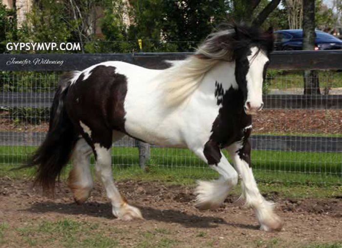 gypsy-vanner-horse8357w - GYPSY-Horses