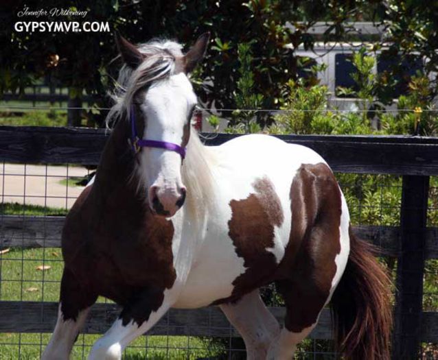 gypsy-vanner-mare1725w - GYPSY-Horses