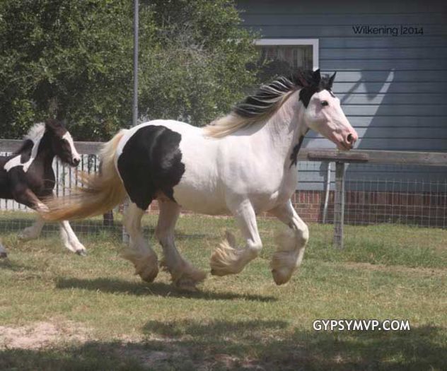 gypsy-vanner-mare9864w - GYPSY-Horses