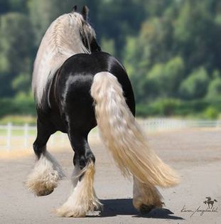 Gypsy-Vanners-Breath-Taking-horses-16718848-396-400 - GYPSY-Horses