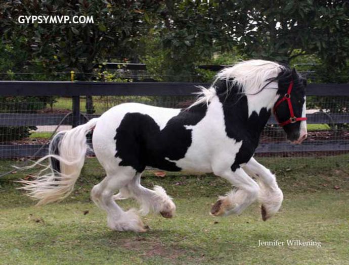 gypsy-vanner-stallion2075w - GYPSY-Horses