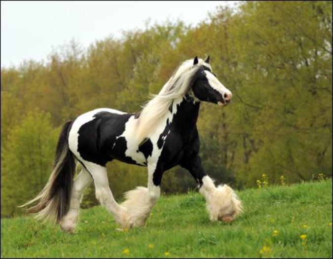 hope-of-glorys-royal-stallion - GYPSY-Horses