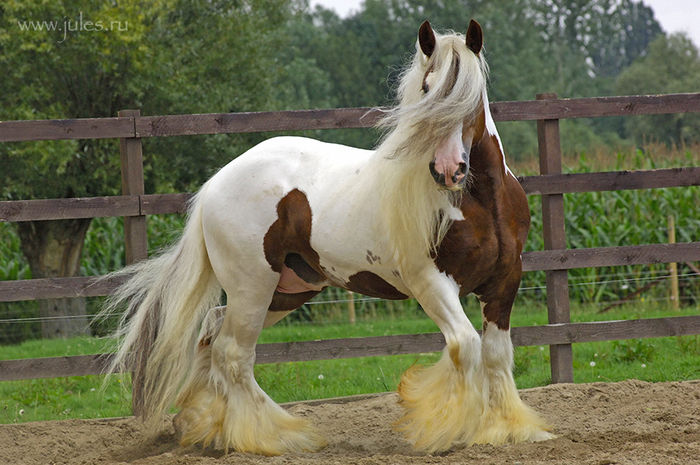 horse9 - GYPSY-Horses