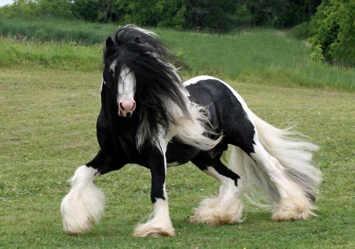 images-of-gypsy-vanner-horses - GYPSY-Horses