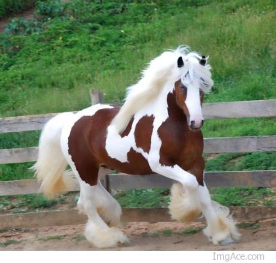 Im-fabulous1 - GYPSY-Horses