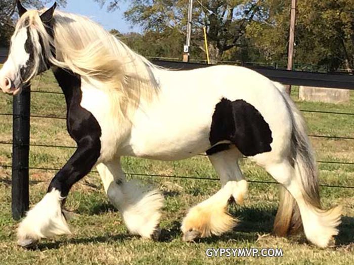 IMG_2646 - GYPSY-Horses