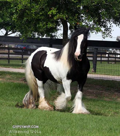 IMG_7894w - GYPSY-Horses