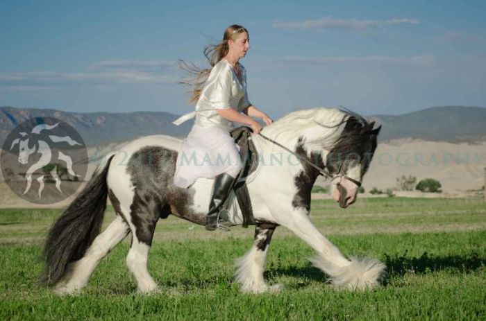 luckoftheirishDSC_8938-627x415 - GYPSY-Horses