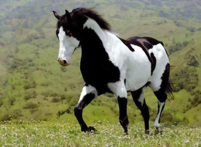 paint-horse-6 - GYPSY-Horses