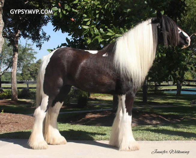 piebald-gypsy-vanner2144w