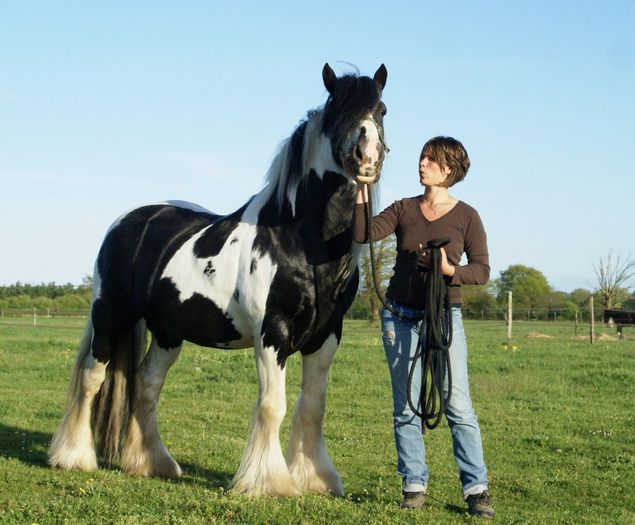 raza-irish-cob - GYPSY-Horses