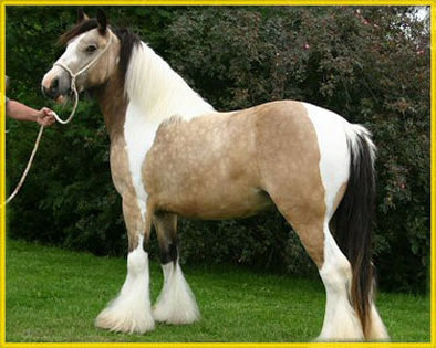 sablebuckwhitemare7 - GYPSY-Horses
