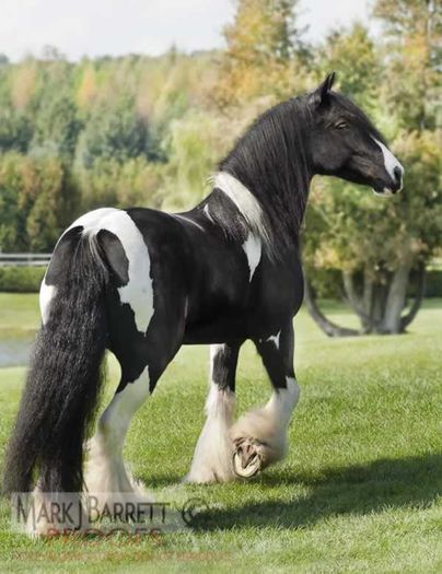 sparkle1gypsy-vanner-mare - GYPSY-Horses